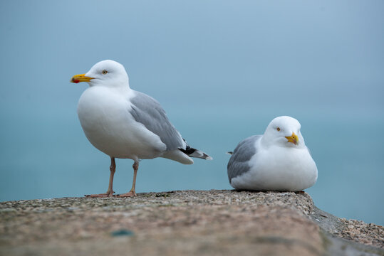 seagull on a rock