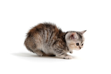 Purebred kitten on a white background 