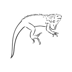 Sketch of iguana. Hand drawn illustration converted to vector. iguana vector sketch illustration