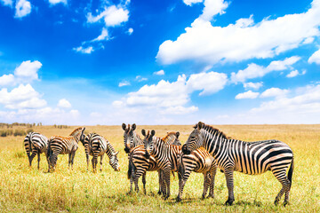 Herd of zebras on the african savannah in Serengeti National Park against blue sky with clouds. Wild nature landscape. Tanzania, Africa. Safari concept