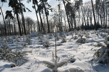 Schneewald