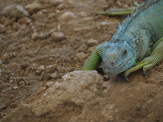 Animal  at Sukhothai zoo, Sukhothai, Thailand.