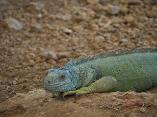 Animal  at Sukhothai zoo, Sukhothai, Thailand.