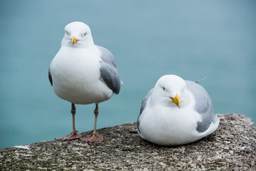 seagull on a rock