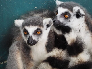 Fototapeta premium Animal at Sukhothai zoo, Sukhothai, Thailand.