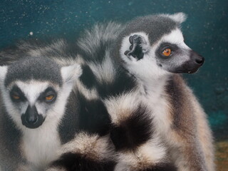 Animal  at Sukhothai zoo, Sukhothai, Thailand.