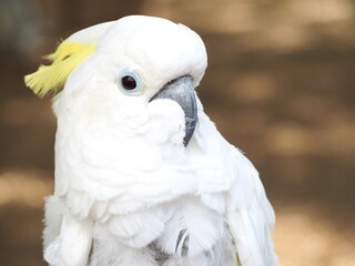 Bird at Sukhothai zoo, Sukhothai, Thailand.