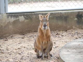 Animal at Sukhothai zoo, Sukhothai, Thailand.