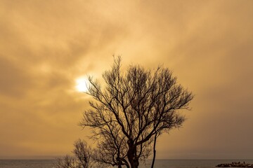 Bare tree with sea in the background and sky with haze