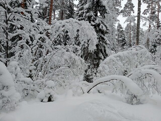 The forest is covered with snow