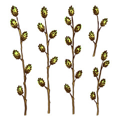Spring Easter vector set with willow branches. Plant attribute of the Christian Easter.