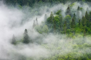 Fototapete Foggy forest in the mountains. Landscape with trees and mist. Landscape after rain. A view for the background. Nature image © biletskiyevgeniy.com