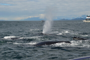 Pot of whales bubble feeding very near the tours boats near Junea Alaska