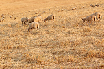 Sheep grazing in the fields of Andalusia
