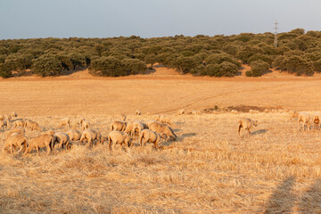 Sheep grazing in the fields of Andalusia