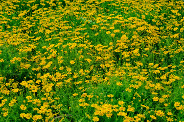 Thymophylla under sun