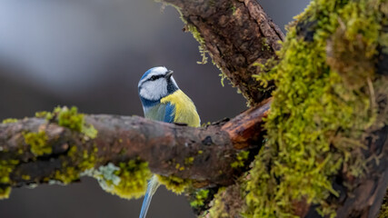 bird, natur, blau, wild lebende tiere, ast, blaumeise, tier, gelb, winter,