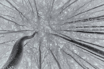 Wintertime trees crown