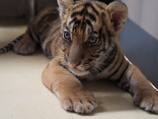 Baby tiger