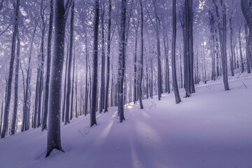 Beech trees trunks