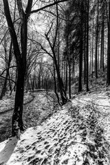snow-covered forest, winter landscape.