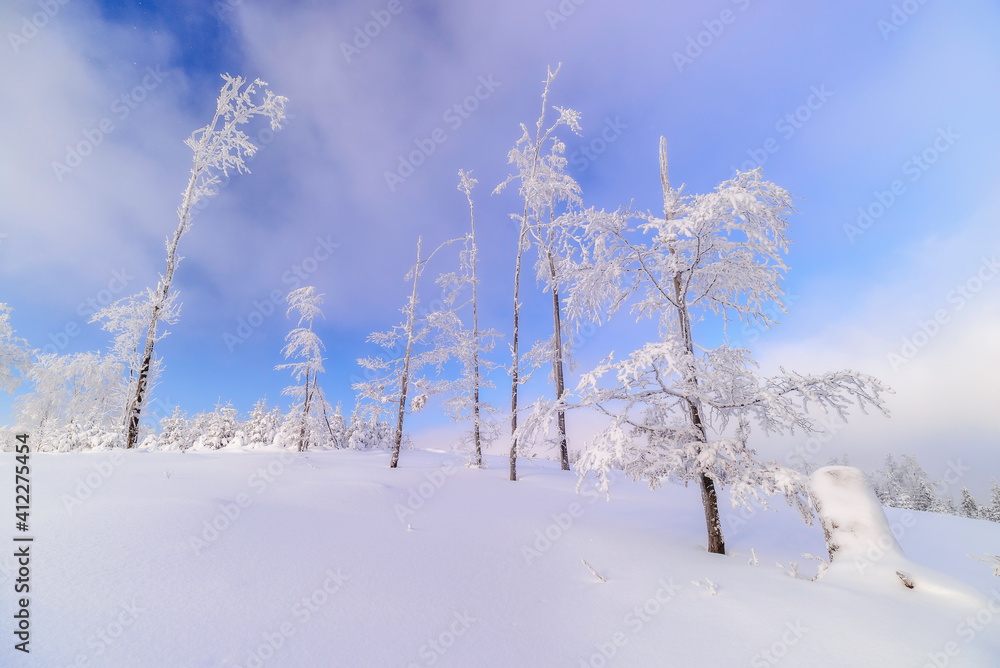 Wall mural Sunny snowy landscape