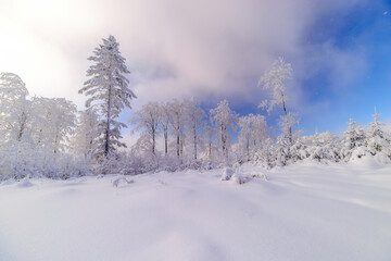 Fototapeta na wymiar Sunny snowy landscape