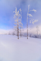 Fototapeta na wymiar Sunny snowy landscape