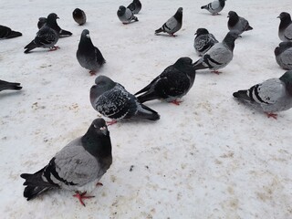 pigeons on the street