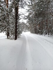 Walk through the winter snow-covered pine forest.