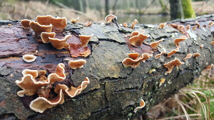 Fungus on a tree, polypore fungus - obrazy, fototapety, plakaty