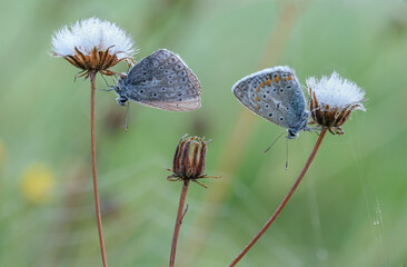 Hauhechel-Schmetterling