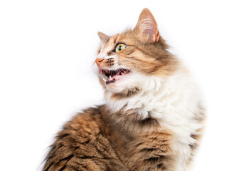 Cat chirping or chattering at something. Cute fluffy female kitty sitting and vocalizing with mouth...