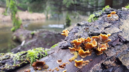 31.	Most polypores are edible or at least non-toxic. Bracket fungi, or shelf fungi produce shelf-...