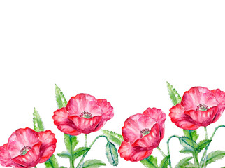Watercolor painting of poppy flower illustration