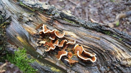 Most polypores are edible or at least non-toxic. Bracket fungi, or shelf fungi produce shelf- or...