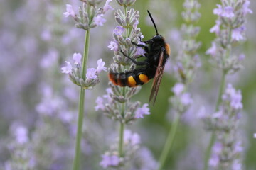 SCOLIE à front jaune - mâle