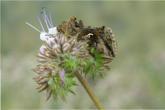 Gammaeule-Nachtfalter