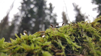 Close up of moss with sporophyte 