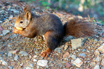 Feeding red squirrels in the wild
