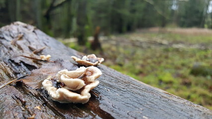 Most polypores are edible or at least non-toxic. Bracket fungi, or shelf fungi produce shelf- or bracket-shaped or occasionally circular fruiting bodies called conks. They are mainly found on trees