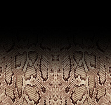 Snake skin, snake texture, python skin