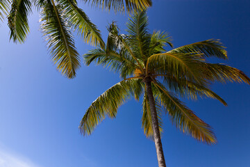 Obraz na płótnie Canvas coconut trees with blue sky in the background