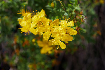 Hypericum perforatum, also known as St John's wort, is a flowering plant species of the genus...