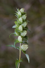 Rhinanthus angustifolius, narrow-leaved rattle or greater yellow-rattle (Rhinanthus minor), annual wildflower, medicinal plant