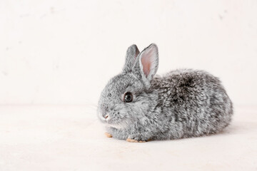 Cute funny rabbit on light background