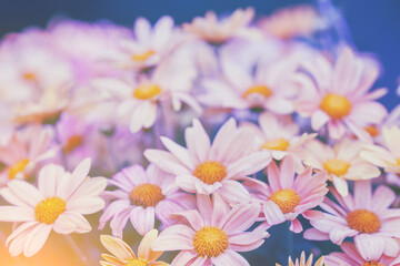 Vintage chrysanthemum flower background at sunset light