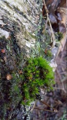 Close up of Cyan lichen and other lichens and moss