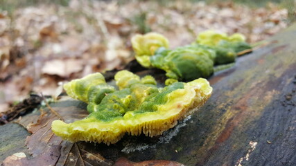 Most polypores are edible or at least non-toxic. Bracket fungi, or shelf fungi produce shelf- or bracket-shaped or occasionally circular fruiting bodies called conks. They are mainly found on tree