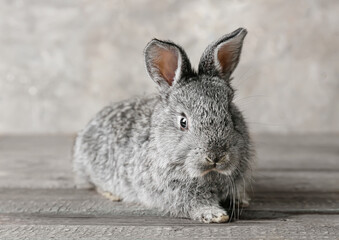 Cute funny rabbit on table against grey background